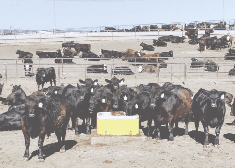 herd of cattle standing around water tank