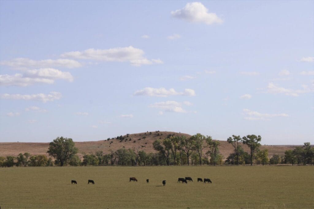 cows walking in pasture