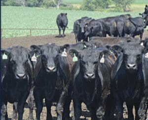 herd of cattle standing in dirt