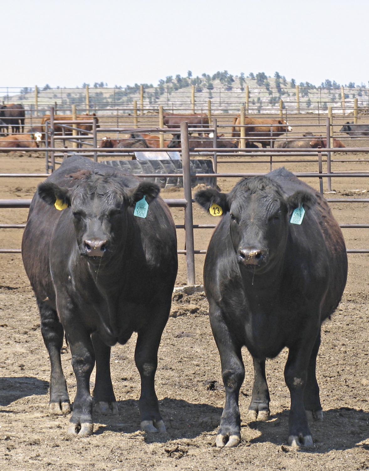 two black cows in a pin