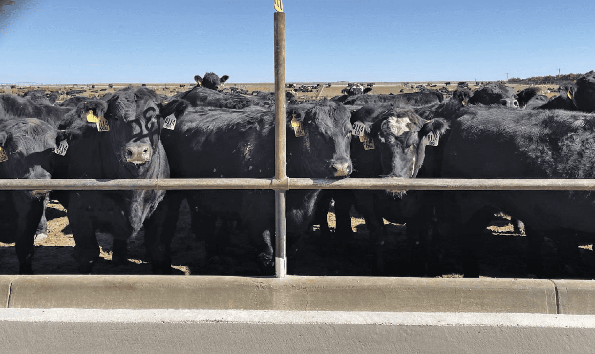 herd of cattle standing at fence