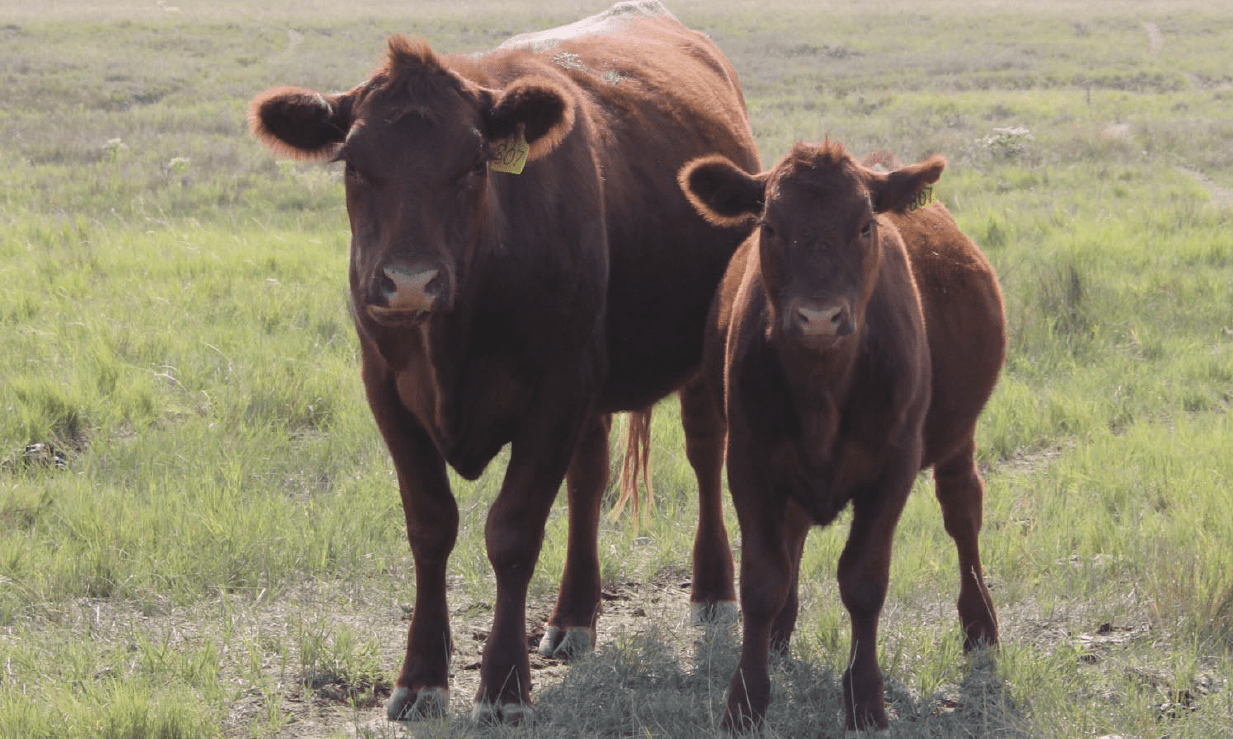 two brown cows standing in grass