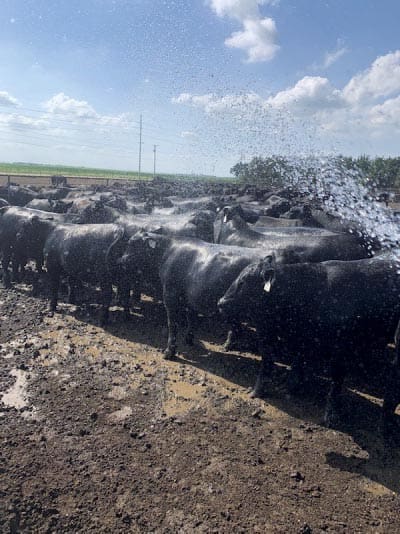 herd of cattle getting sprayed with water
