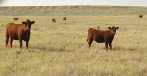 cattle standing in a pasture