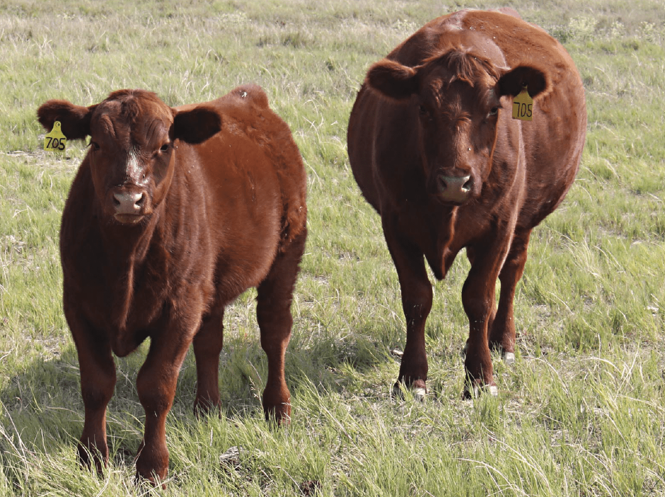 two brown cows in pasture