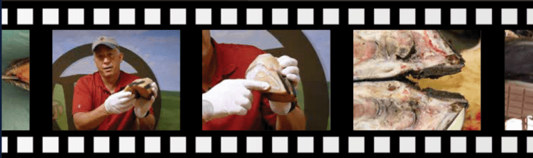 Dr. Dan examining a foot for toe abscesses