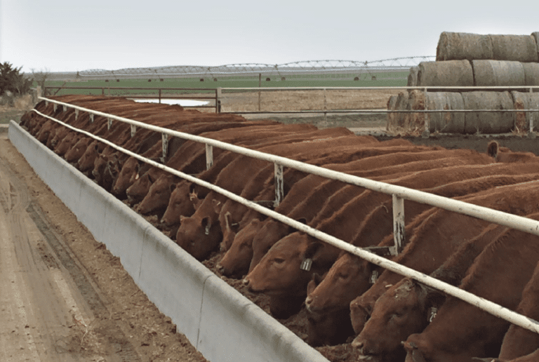 brown cows standing in a row