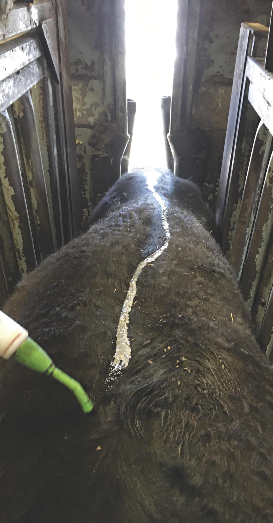 cow being treated for flies in shoot