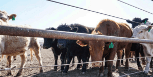 group of cows looking through a fence
