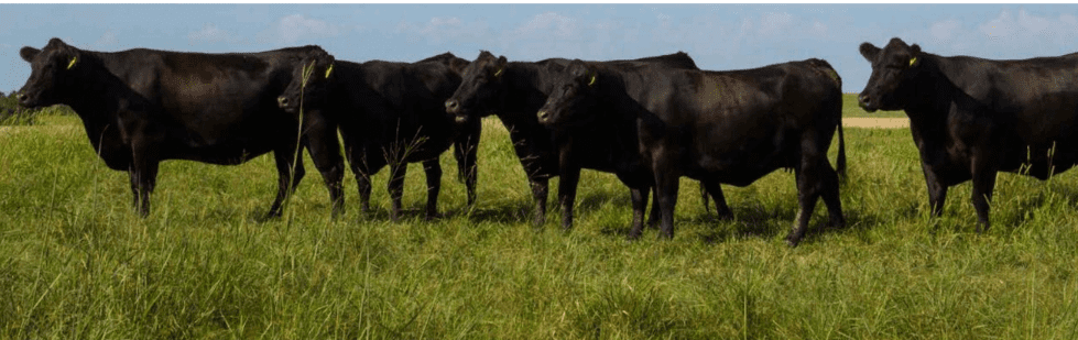 group of black cows standing in grass