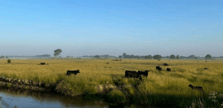 group of cows standing in grass near water