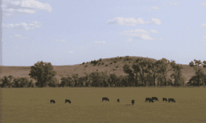 cows in pasture with hill in background