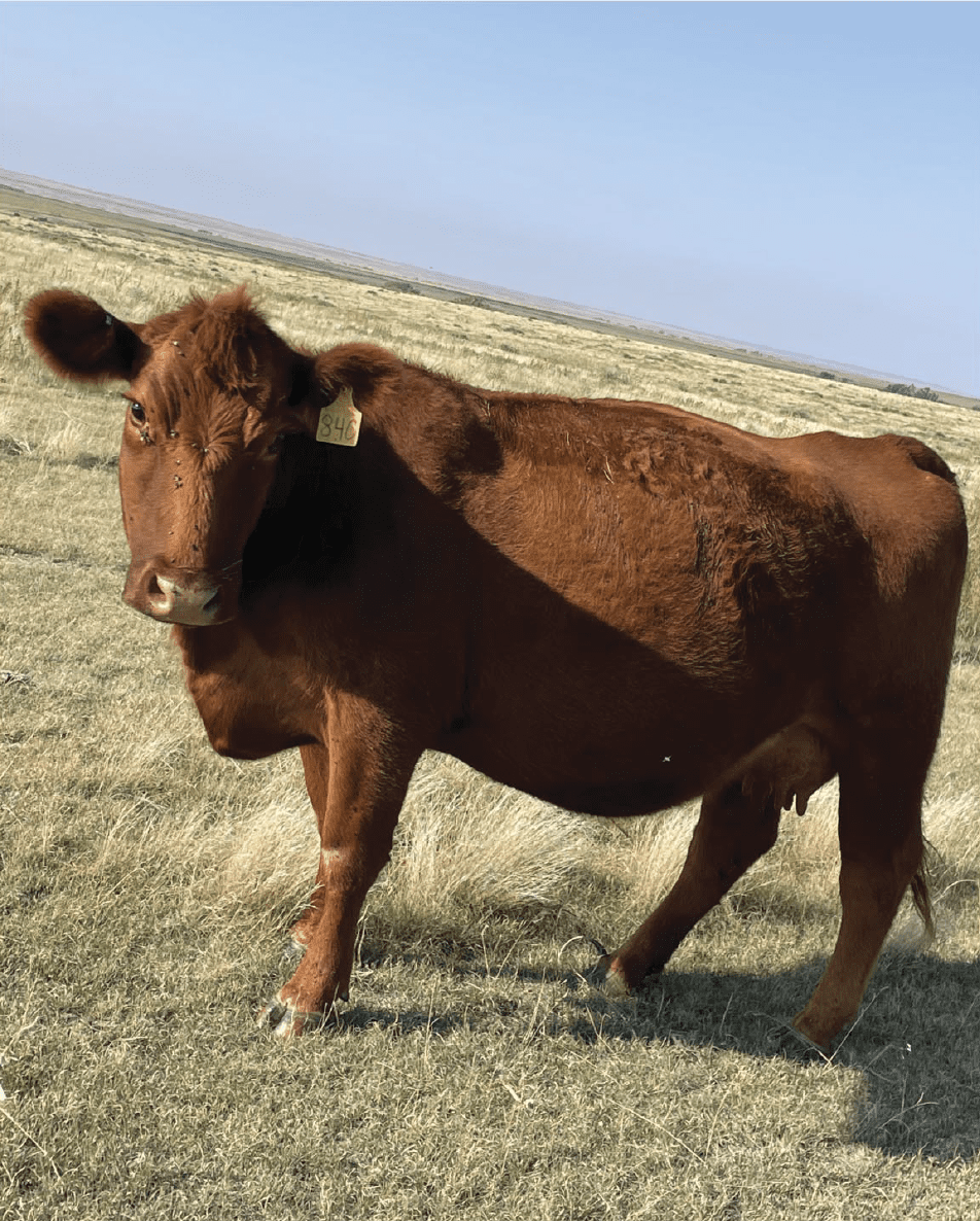 brown cow