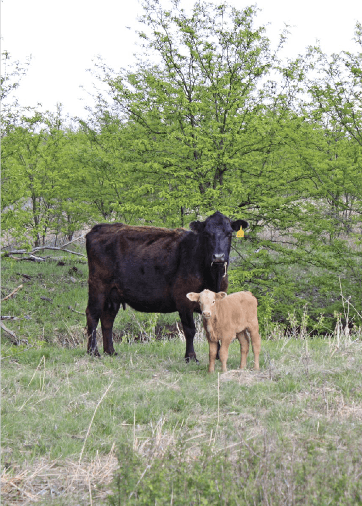 brown cow and tan calf standing together in front of tree