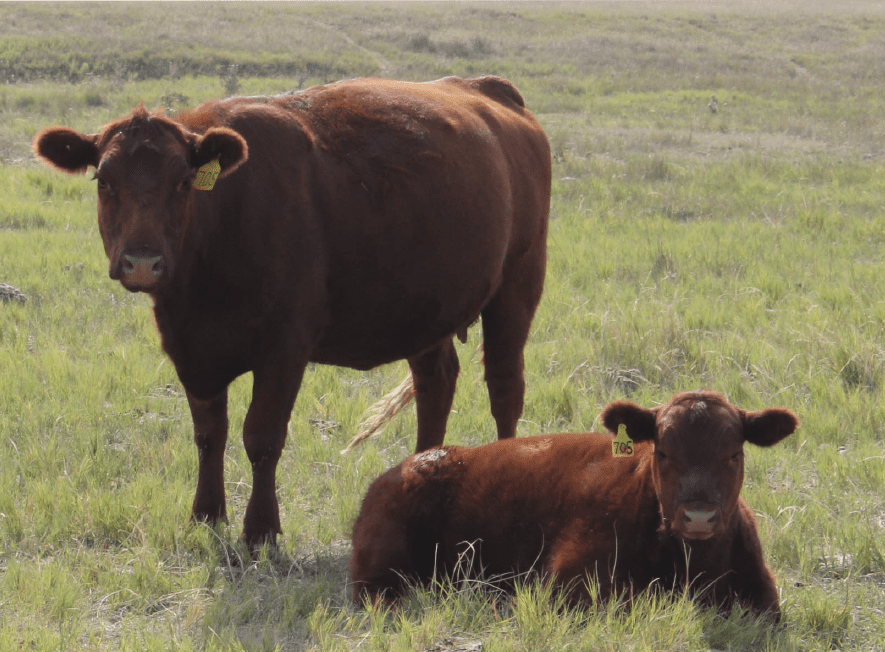 one brown cow standing and one brown cow laying in a pasture