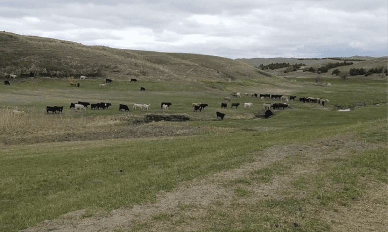 Cows standing in grass