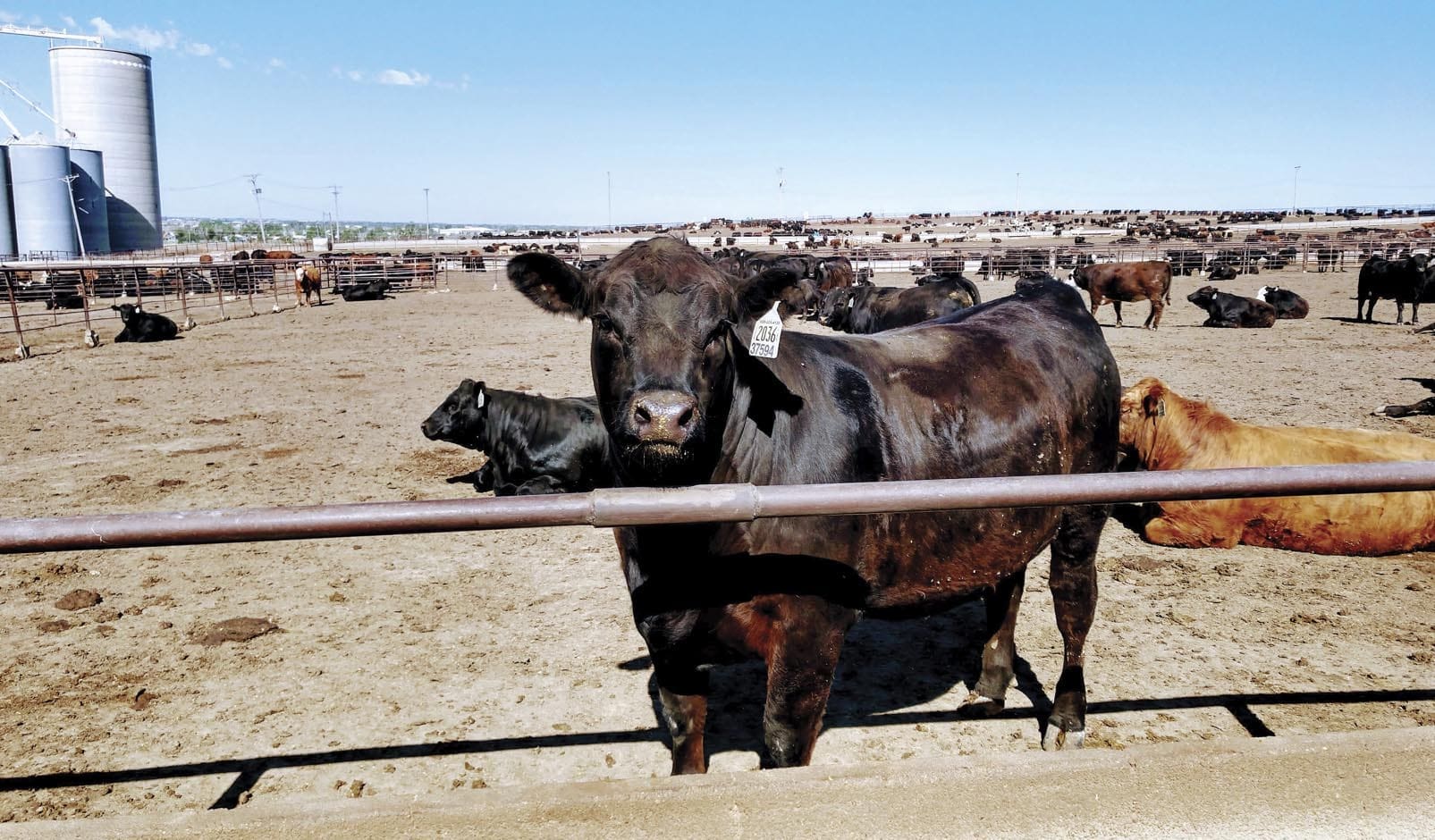 black cow standing at fence