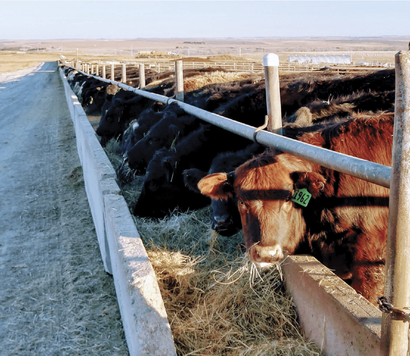 cattle eating out of feed bunker