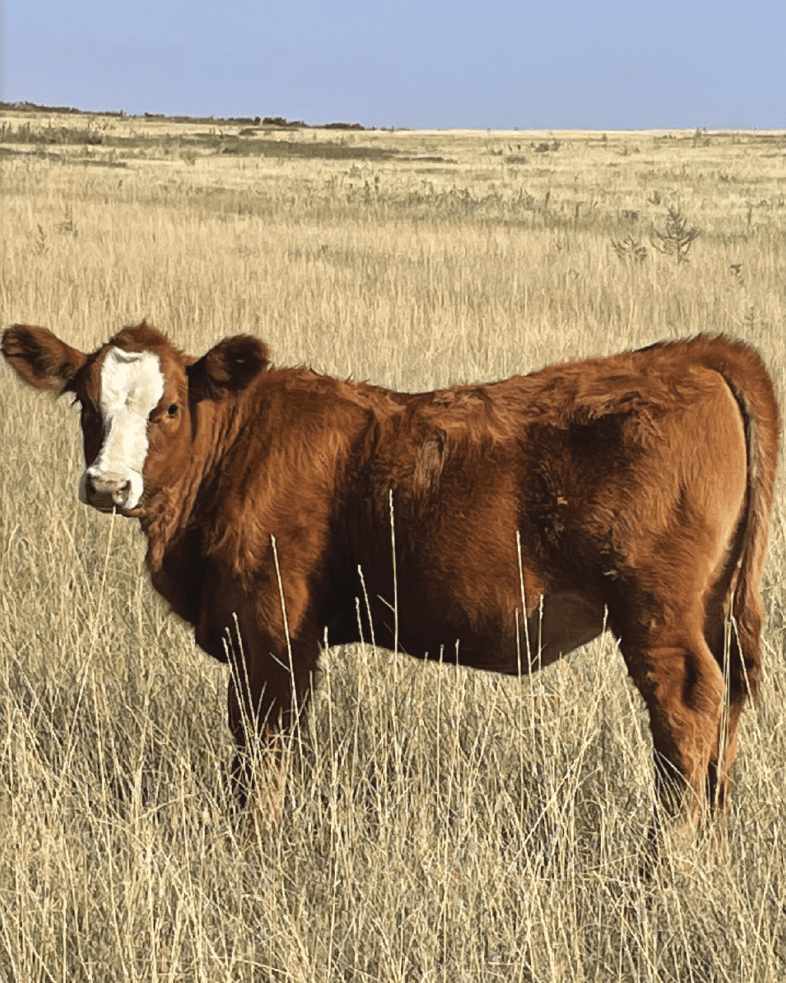 brown cow standing in pasture