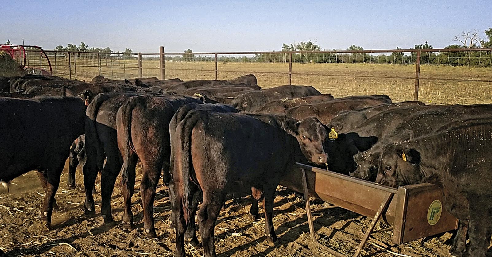 calves standing together