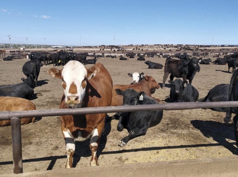 brown and white cow standing at a fence with black and brown cows laying down behind it