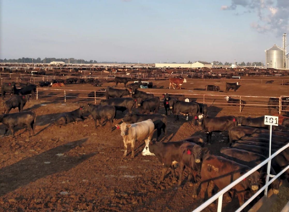 cattle standing in fenced area