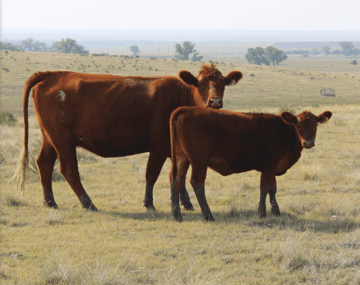 brown cow and calf standing in pasture