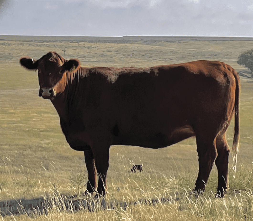 cow standing in pasture