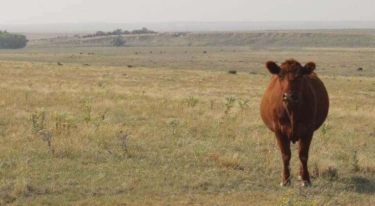 cow standing in pasture looking at camera