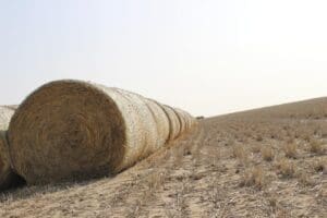 hay bales lined up in pasture