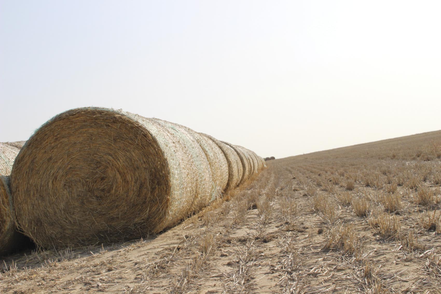 hay bales lined up in pasture