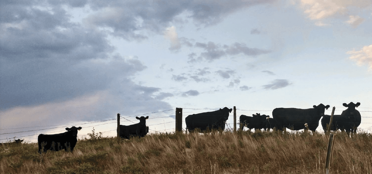 cow standing behind fence with sky behind them