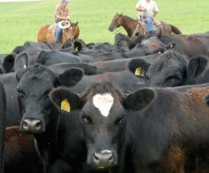 group of black cows standing in grass with two men on horses behind them