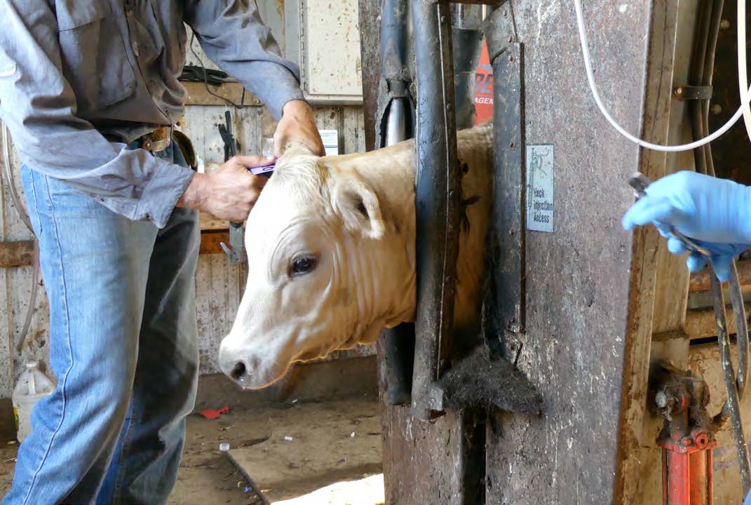 calf in shoot