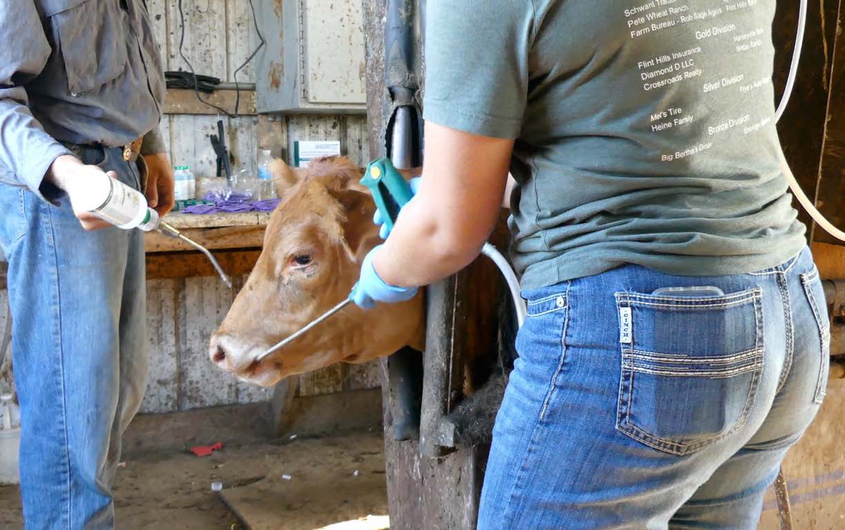 brown calf in shoot