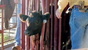 black calf in shoot