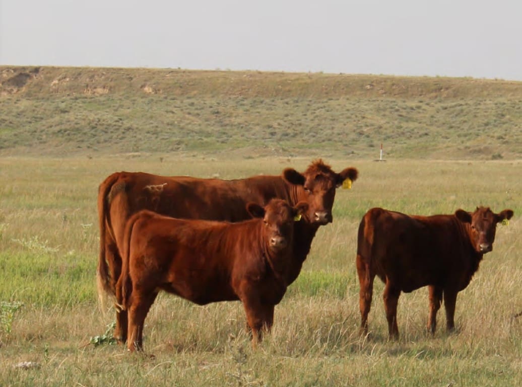 brown cow and calf standing in grass