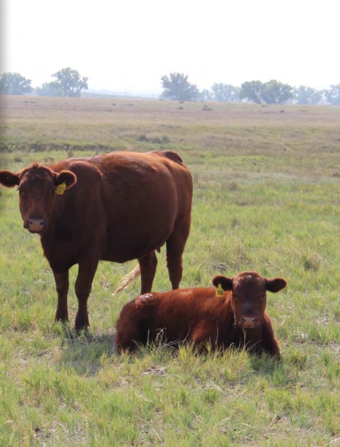 brown cow standing in grass with another brown cow laying down next to it