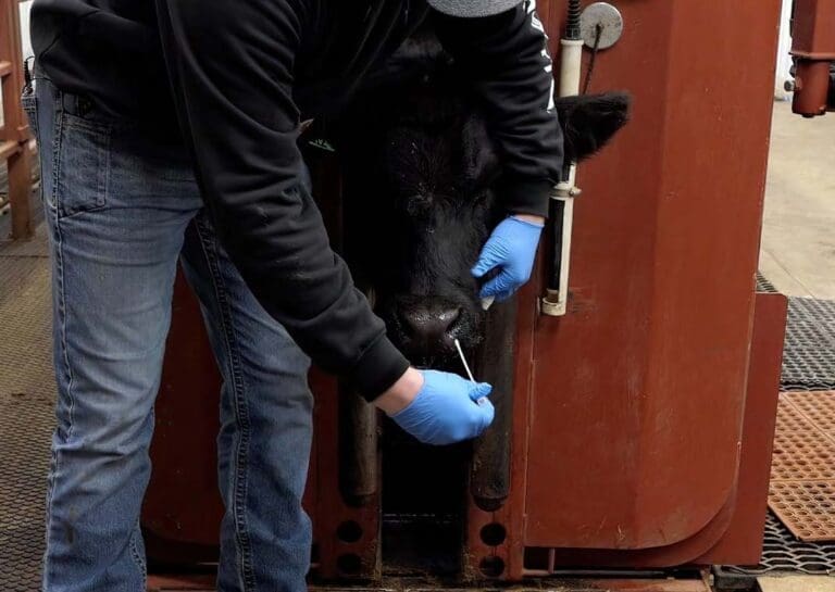 black calf getting a nose swab