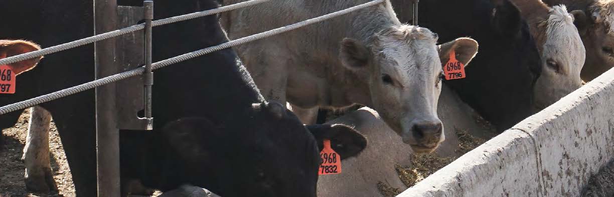 cows sticking their head under wire into a feeding troft