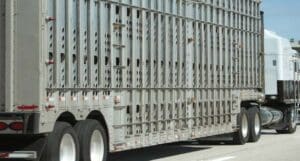 cattle semi trailer