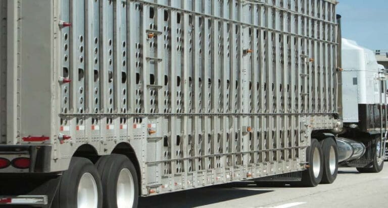 cattle semi trailer