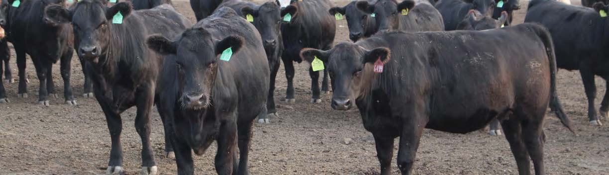 3 black cows standing in dirt looking at the camera