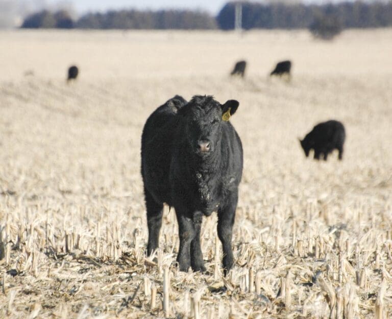 black calf standing in field