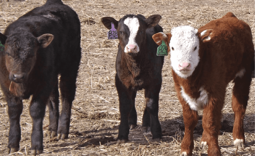 three calves standing in field