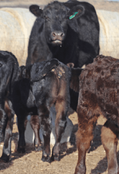 black cow standing with calves around her