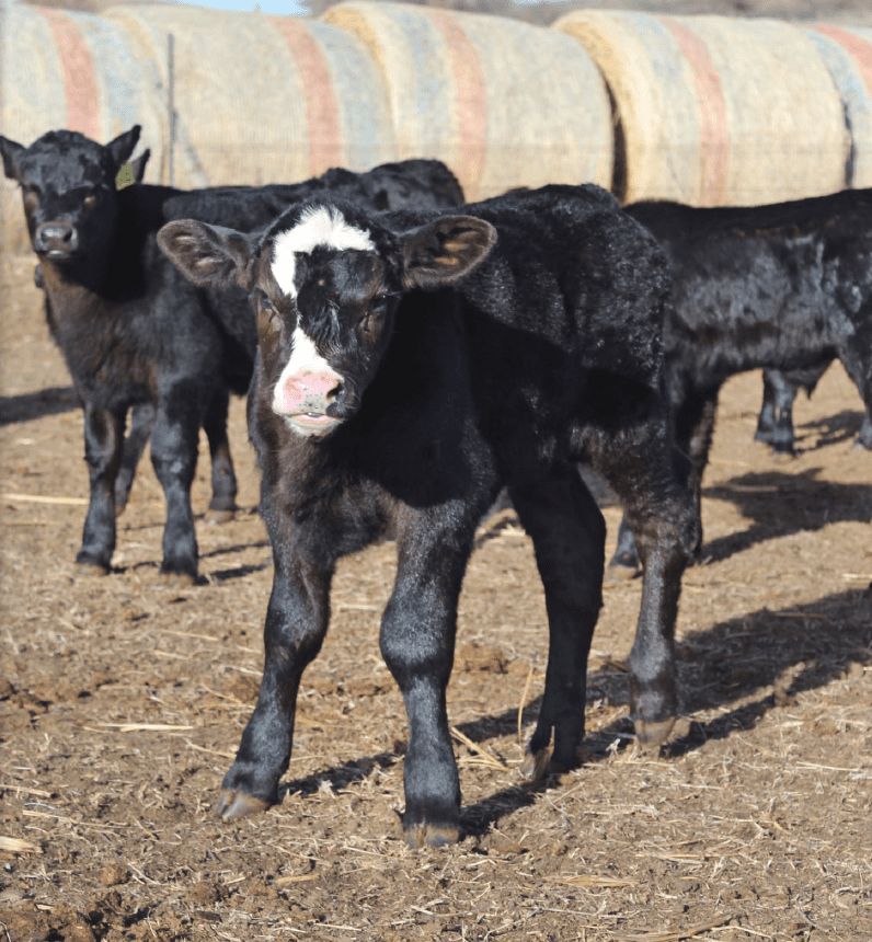 black calf standing in front of hay bales