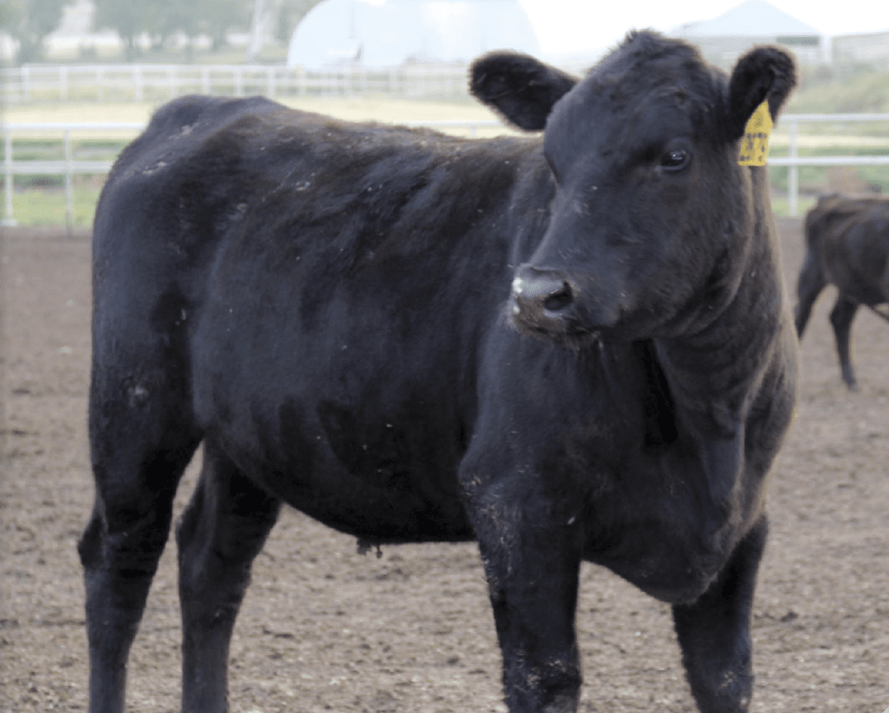 black cow standing in dirt