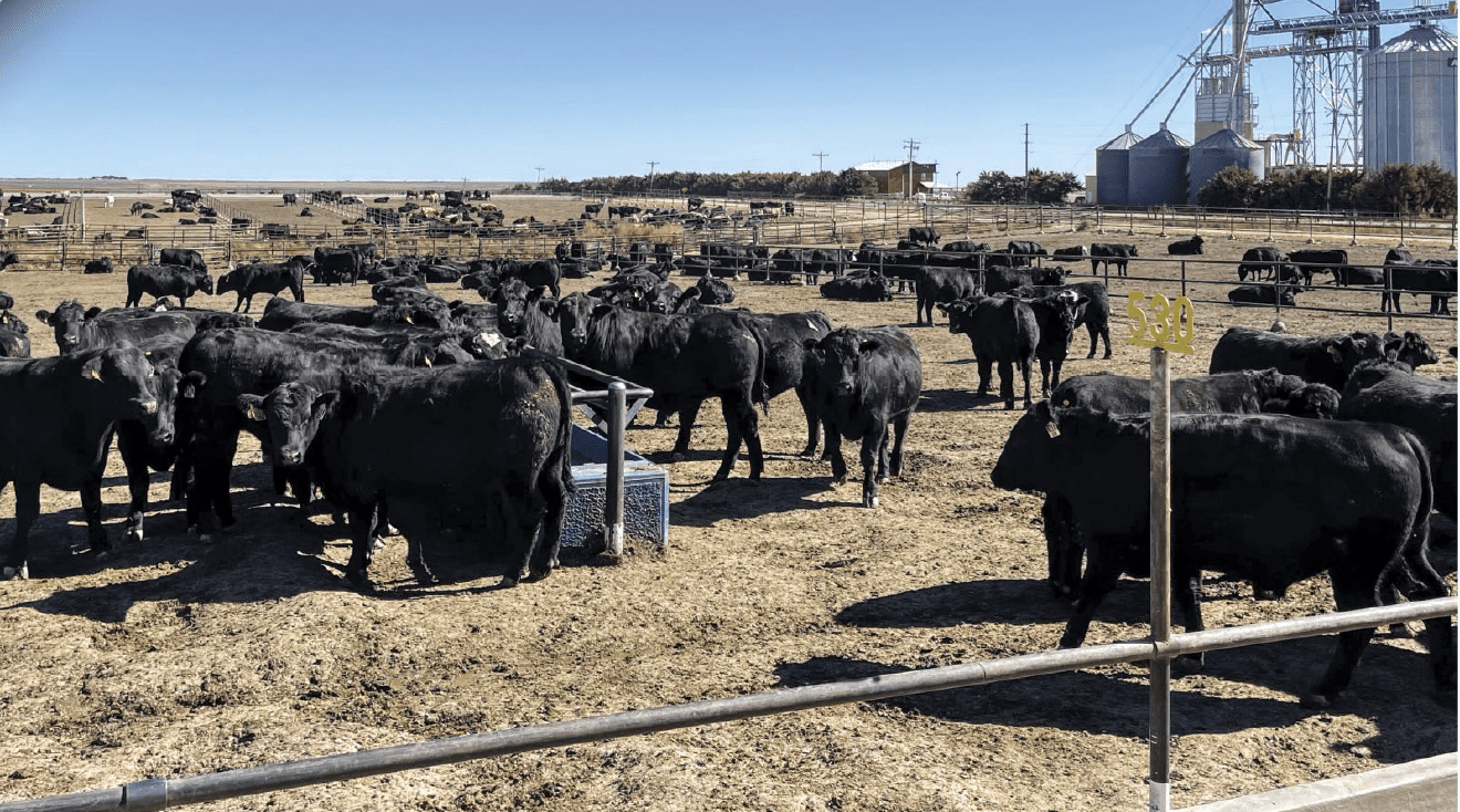 group of black cows standing in a field