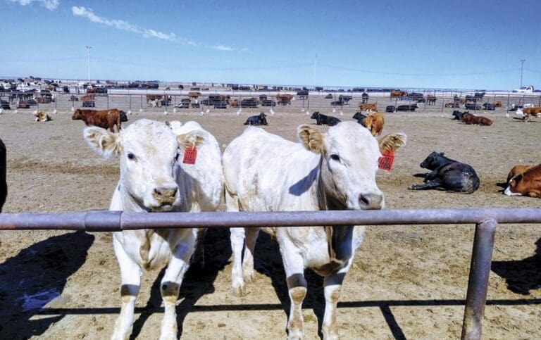 two white cows standing at a fence